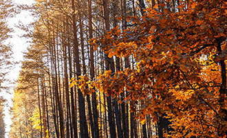 机构预测2026年泰国通胀率有望回升至正值